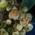 Nudibranch mollusc on corals in Tulamben, Bali, Indonesia